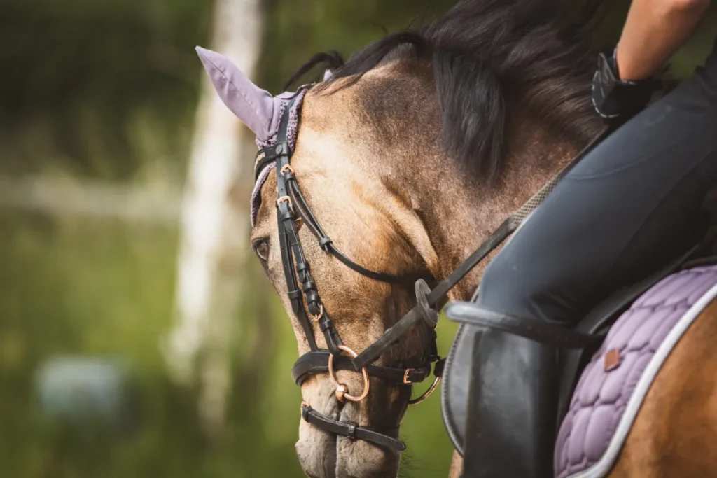 ¿Se puede recibir un DUI en caballo en Minnesota?