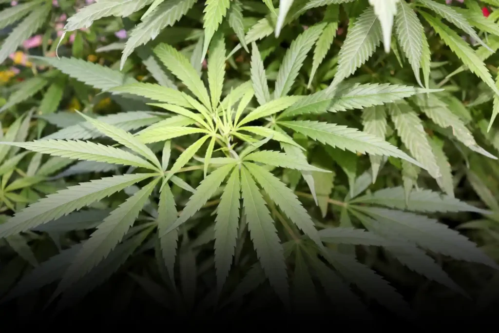 DWI-marihuana