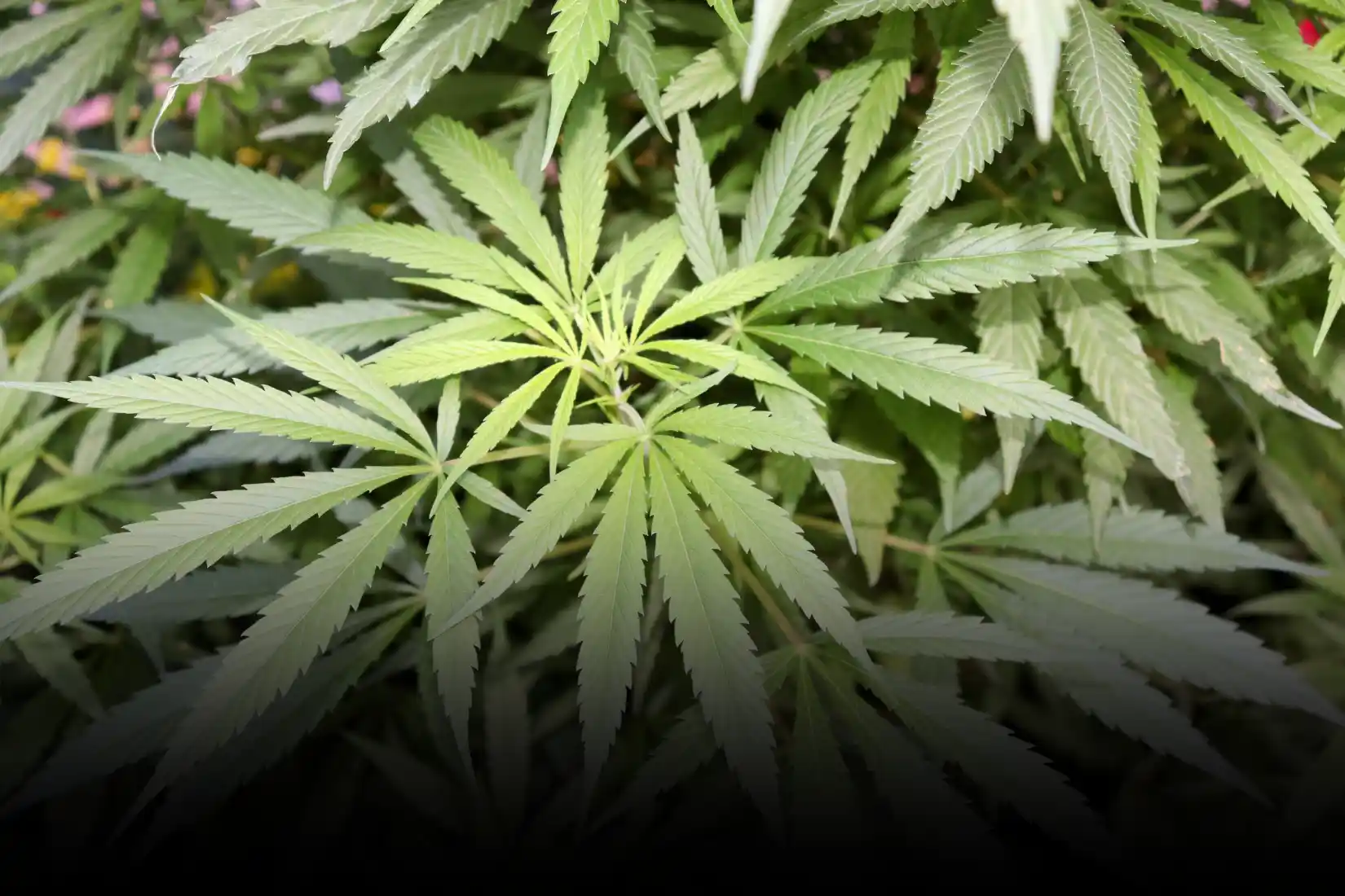 DWI-marihuana