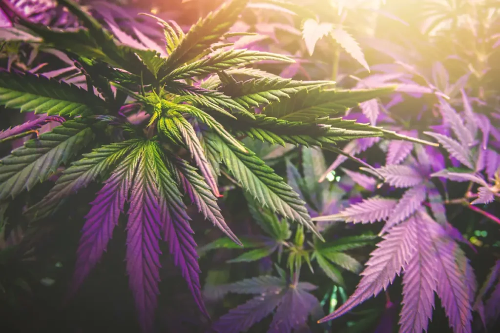 leyes-de-cannabis-en-minnesota-lo-que-debe-saber