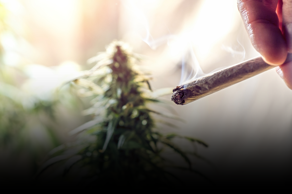 ¿Es Legal Plantar Marihuana en Casa en Minnesota?
